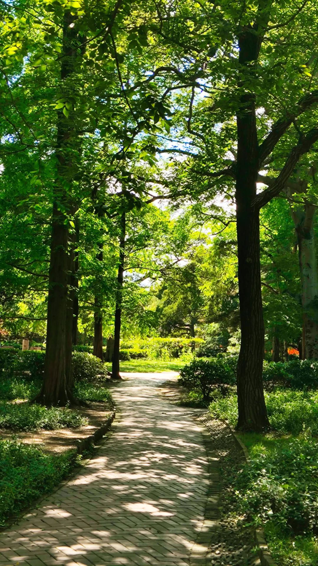 青岛绝美的一条路,青岛都是树的风景路
