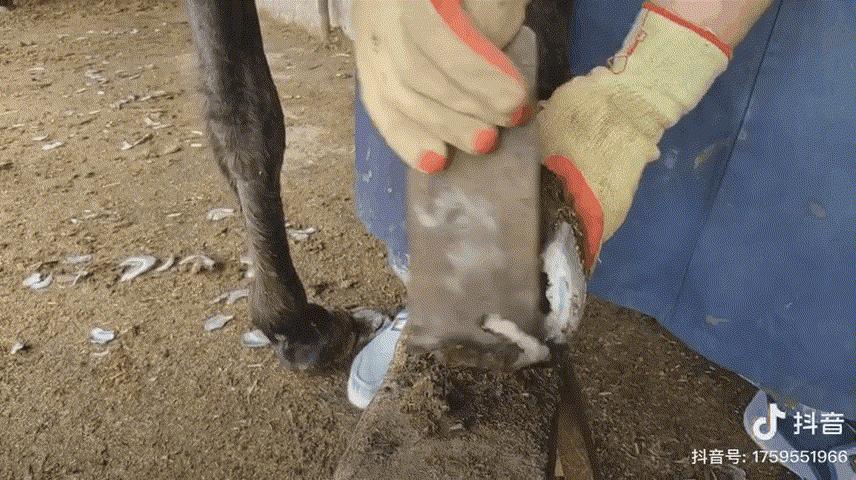 不装了，我承认就是喜欢看修驴蹄！建议没看过的都看，太治愈了