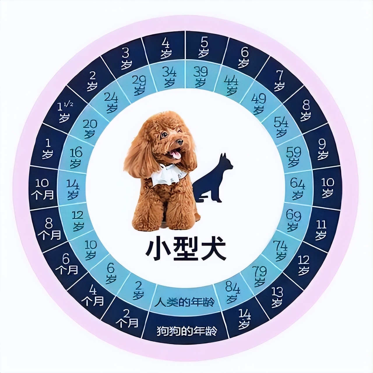 泰迪犬的年龄多大算正常,泰迪犬牙齿年龄对照表
