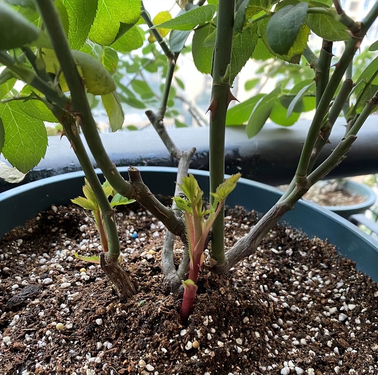 养好月季花，有6个“秘诀”，开花旺盛，花大色艳，多季开花