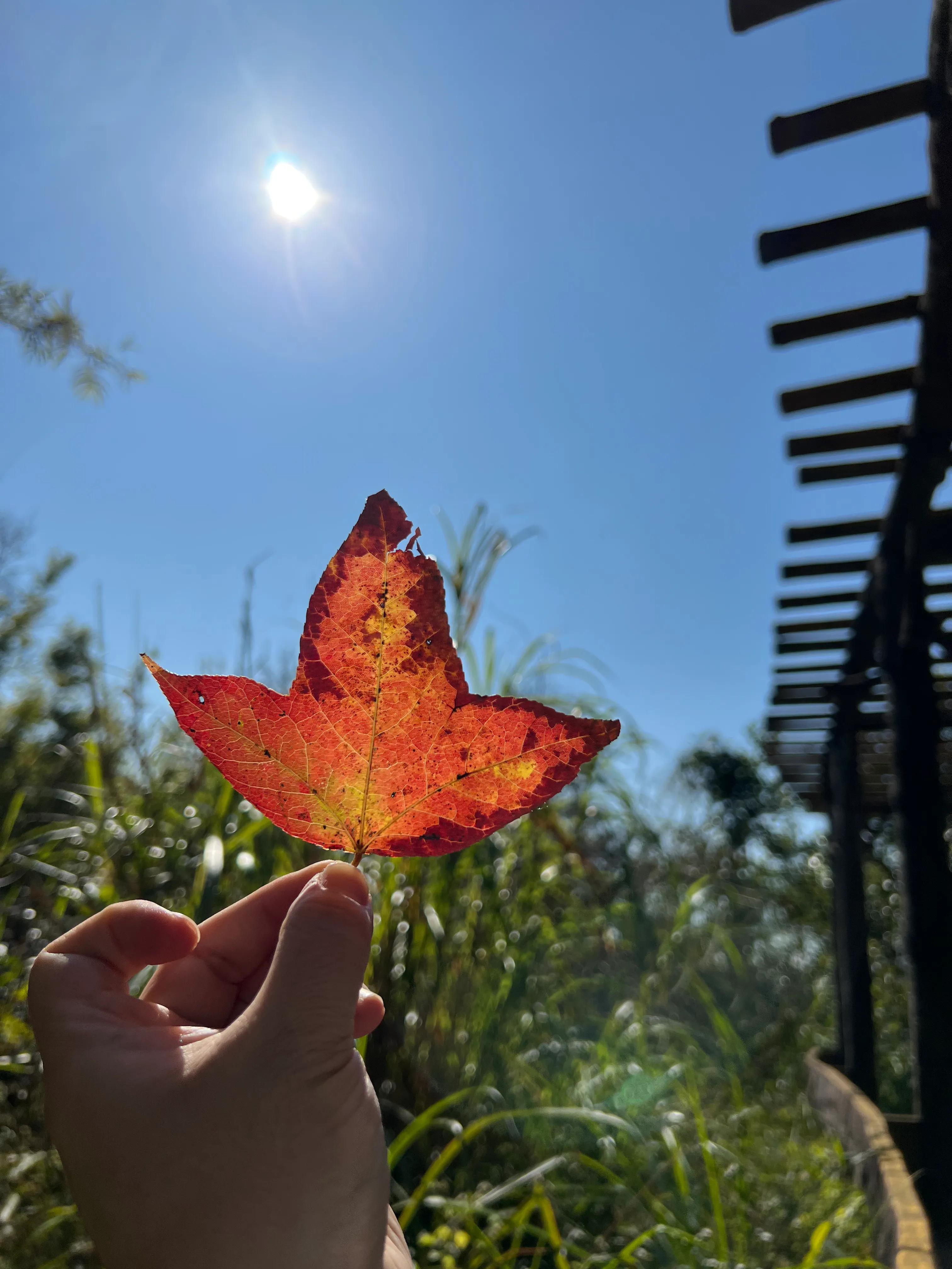 韶关新丰云髻山介绍,广东新丰云髻山旅游攻略