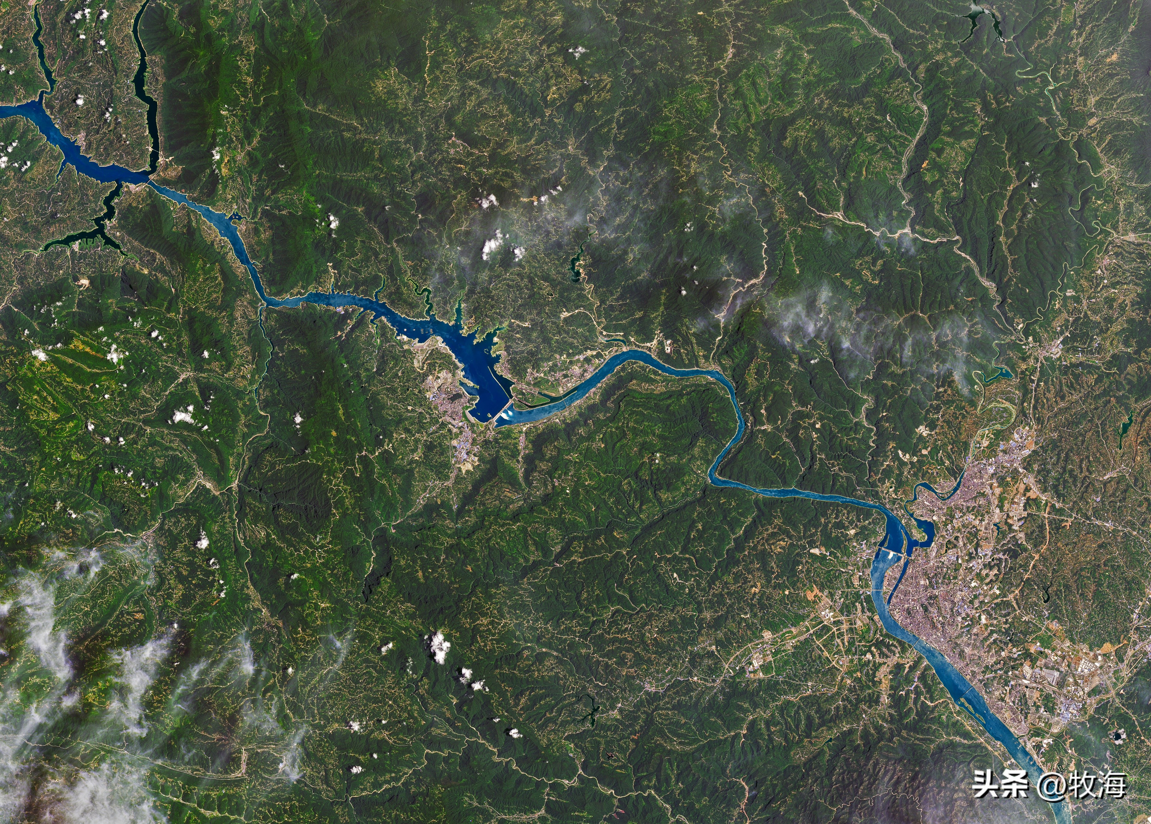 长江鲢鳙鱼群,湖北为什么鲢鳙多