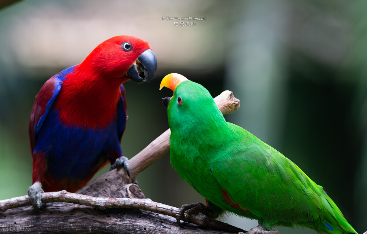 鹦鹉出血急救方法视频播放,玄凤鹦鹉临死之前的急救方法