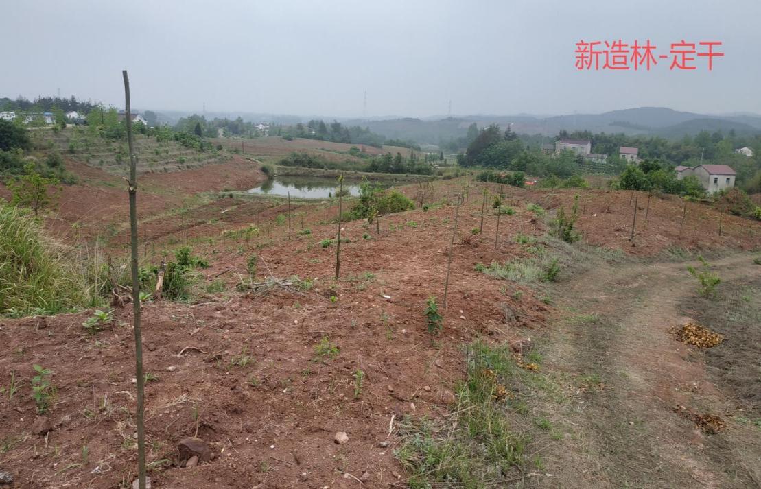 薄壳山核桃研究概况,薄壳山核桃高效栽培技术