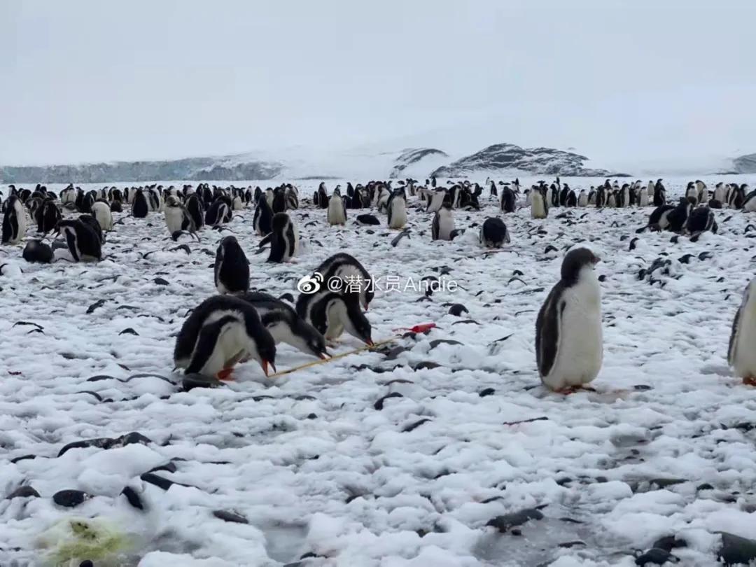 我在南极养企鹅,我在南极的日子