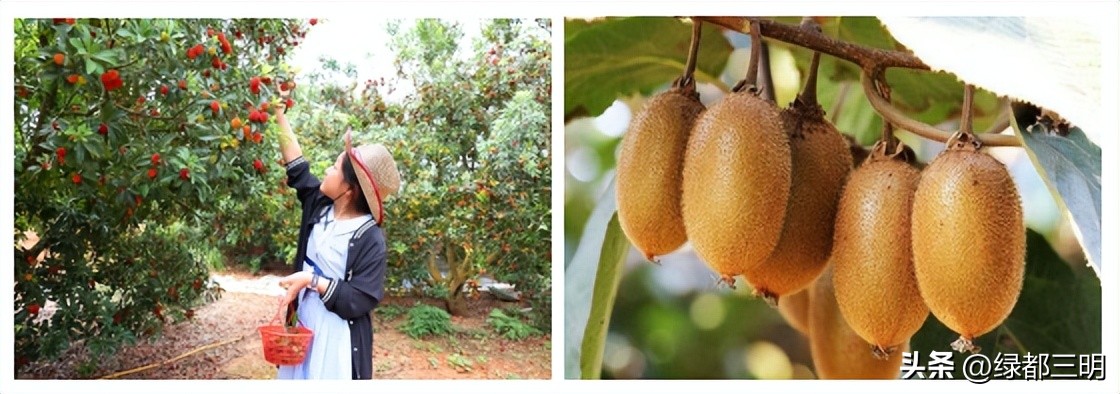 缤纷水果季即将开始！来建宁释放夏日多巴胺