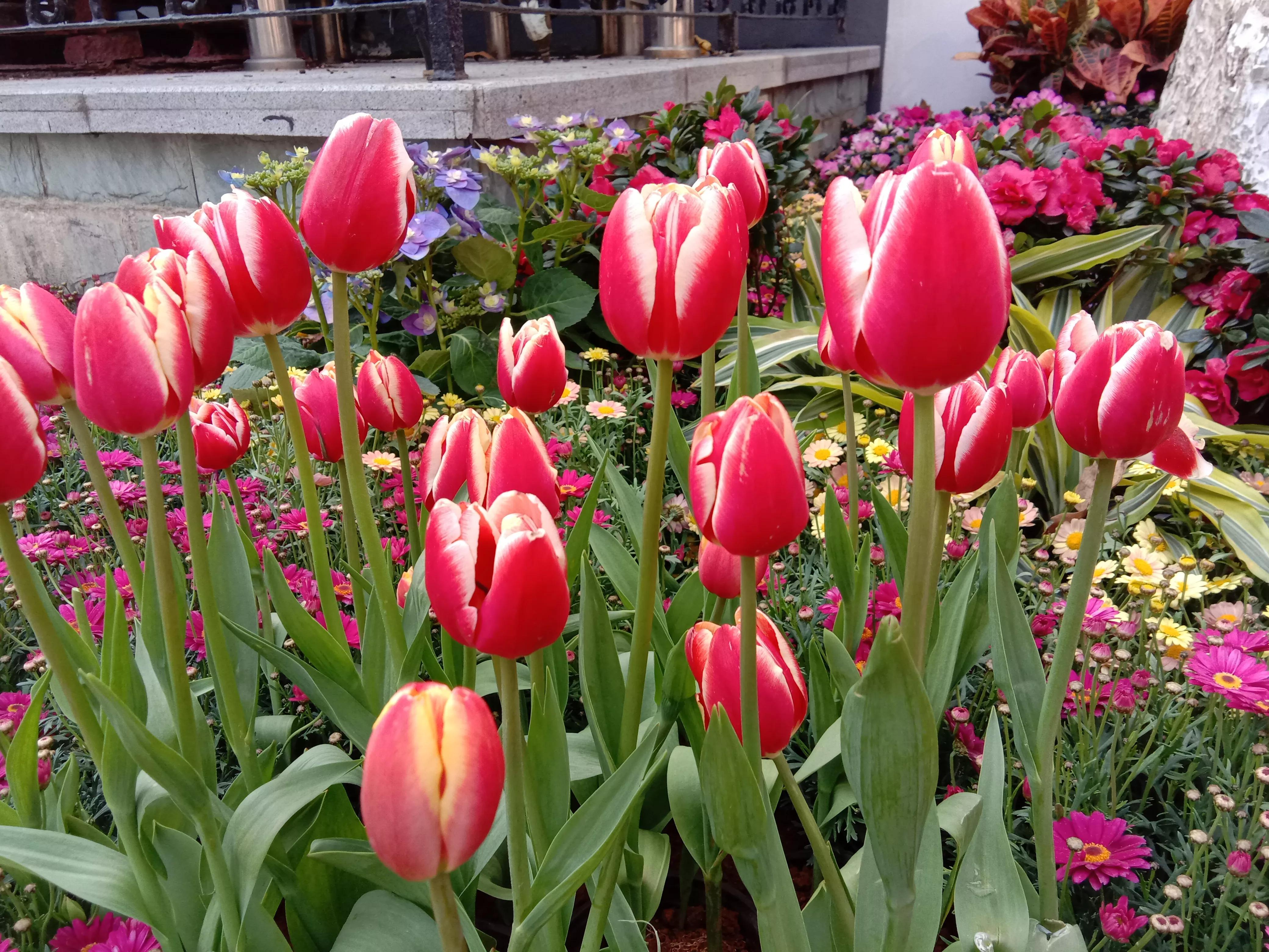 花开花香浓郁,花开花香粤语