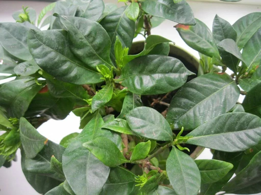 室内栀子花盆栽养殖技巧视频,盆栽栀子花养护5要点