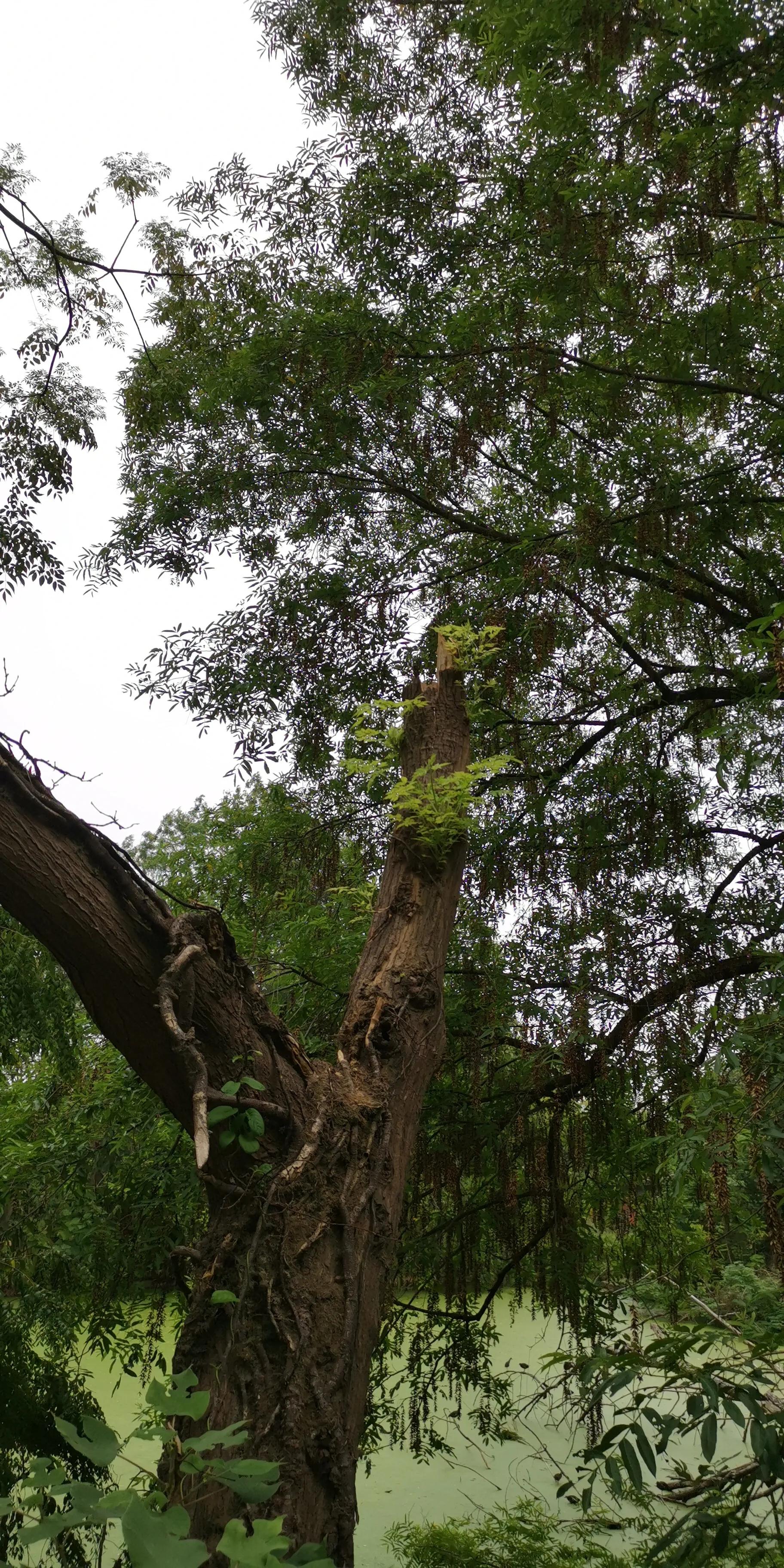 越战之超级巨蟒传说