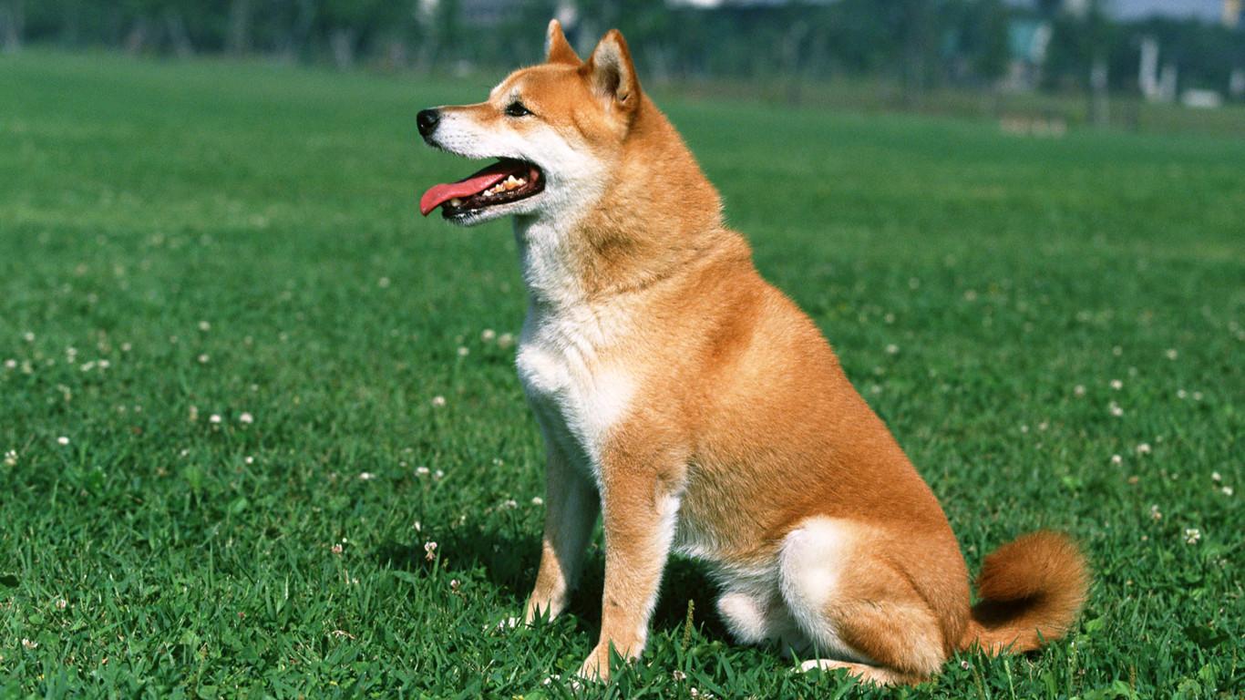 狗的繁衍方式和后代,自然界狗是怎么进化来的