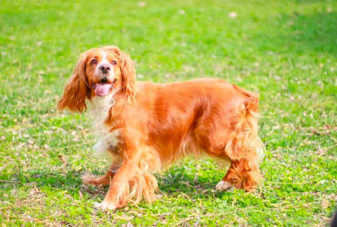 适合家里有孩子饲养的狗狗,适合家里有小孩子养的狗狗品种