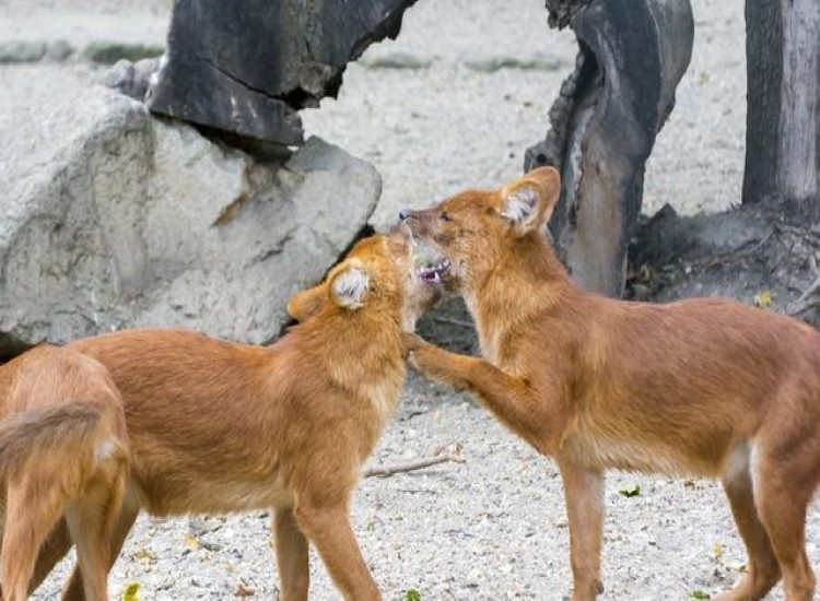 祁连山出现的红狗,祁连山出现红狗是否是传说中的狈