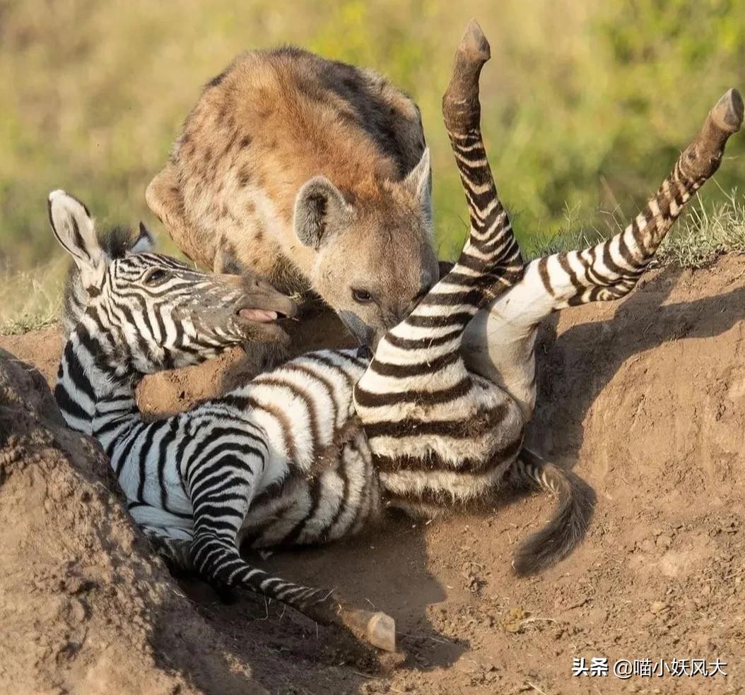 斑鬣狗为什么喜欢挖别人的坟头,斑鬣狗为什么喜欢咬骨头