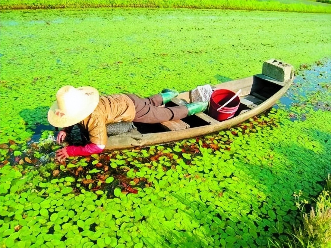 莼菜诗句,莼鲈诗词