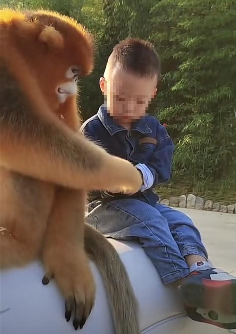 怒江金丝猴和峨眉猴干架,金丝猴遇上峨眉山猴子会发生什么