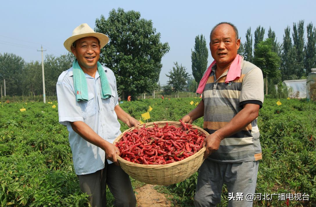 廊洽会项目,聚焦创业项目