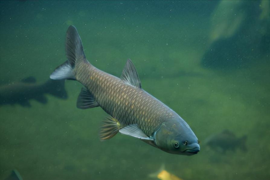 中华鲟是我国长江中最大的鱼类,长江数量最多的鱼