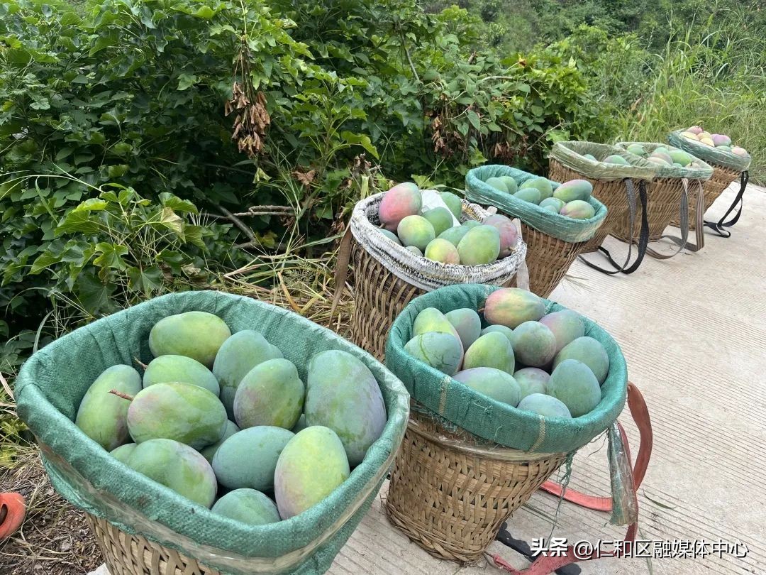 丰收时节采摘忙葡萄飘香迎客来,丰收的季节硕果累累芒果飘香