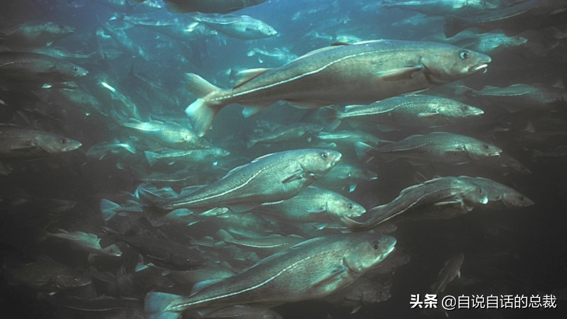 为什么买的鳕鱼段都是粘液,为什么买的鳕鱼那么多水