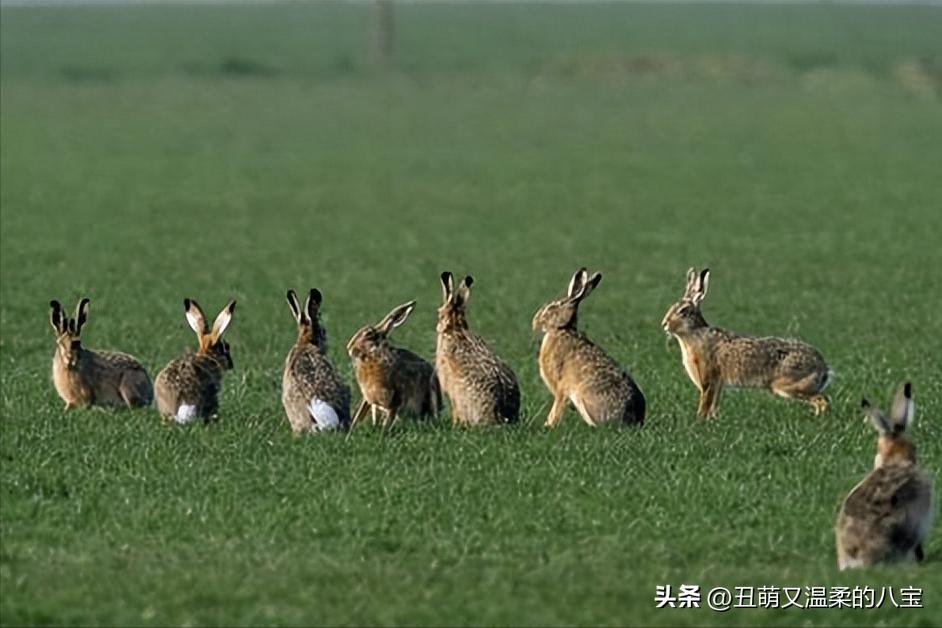 兔子感冒大概几天会死,兔子感冒一个星期