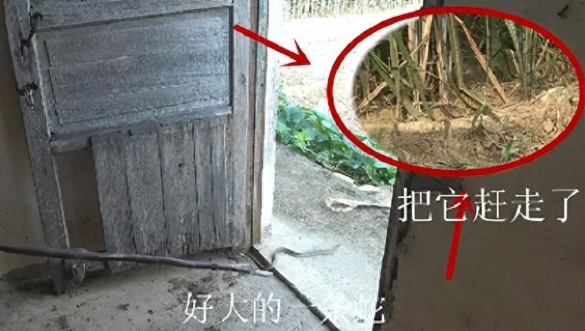 “蛇灭门”到底有多神奇？揭秘老人口中的杀蛇神器！