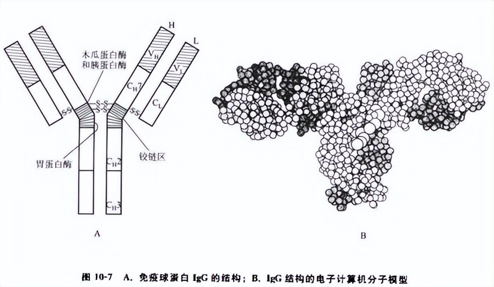 罗非鱼感染嗜水气单胞菌怎样治疗,罗非鱼病毒