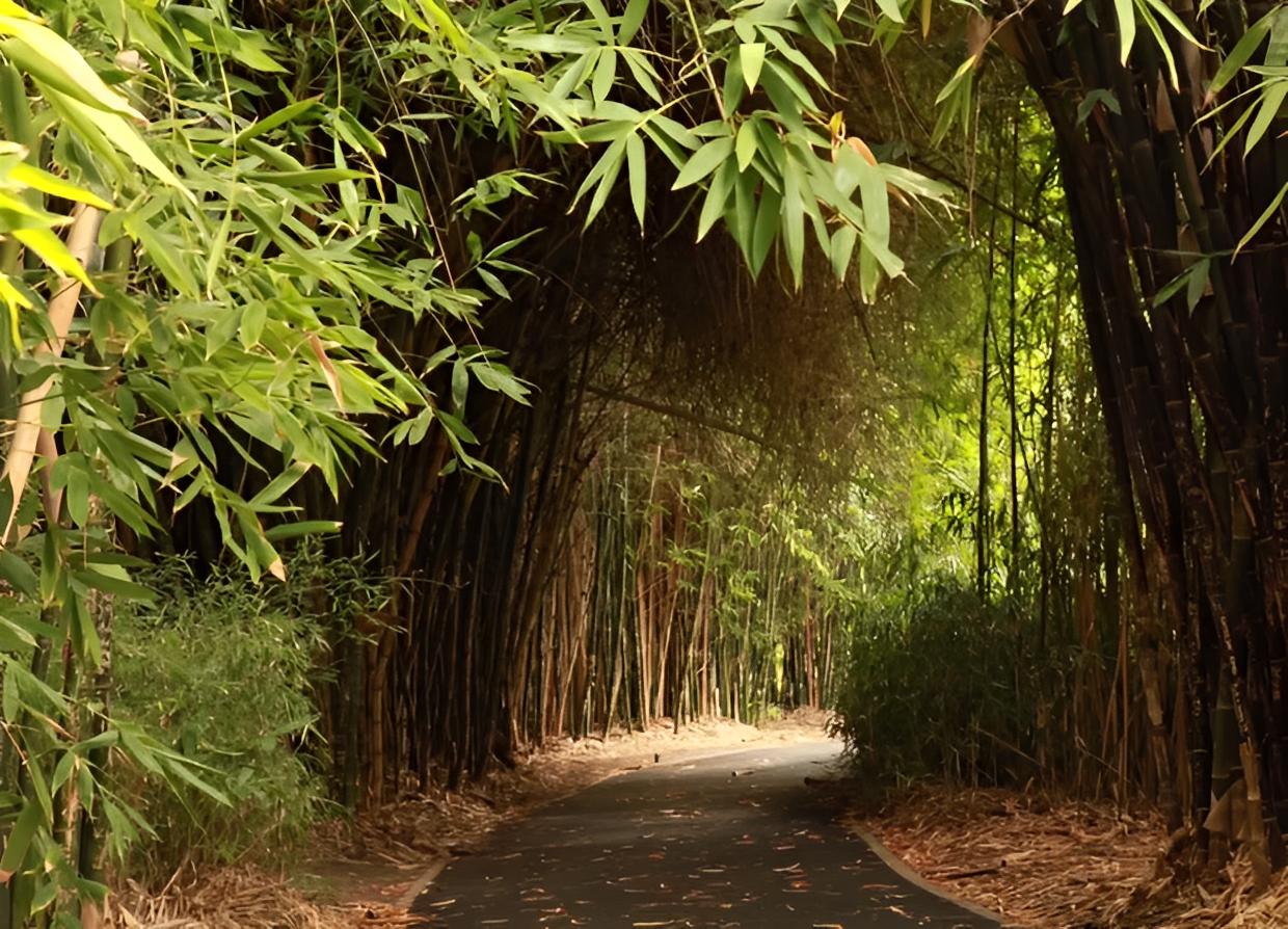 坟前有竹必迁坟,坟前两物子孙难富是哪两物