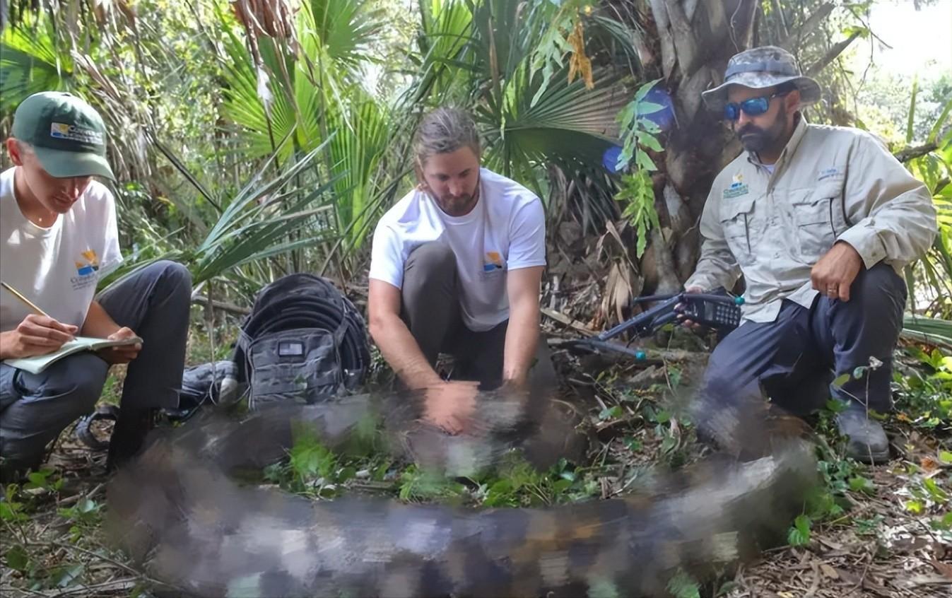美洲豹捕杀鳄鱼为什么咬背部脖子,美洲豹捕杀鳄鱼压住鳄鱼