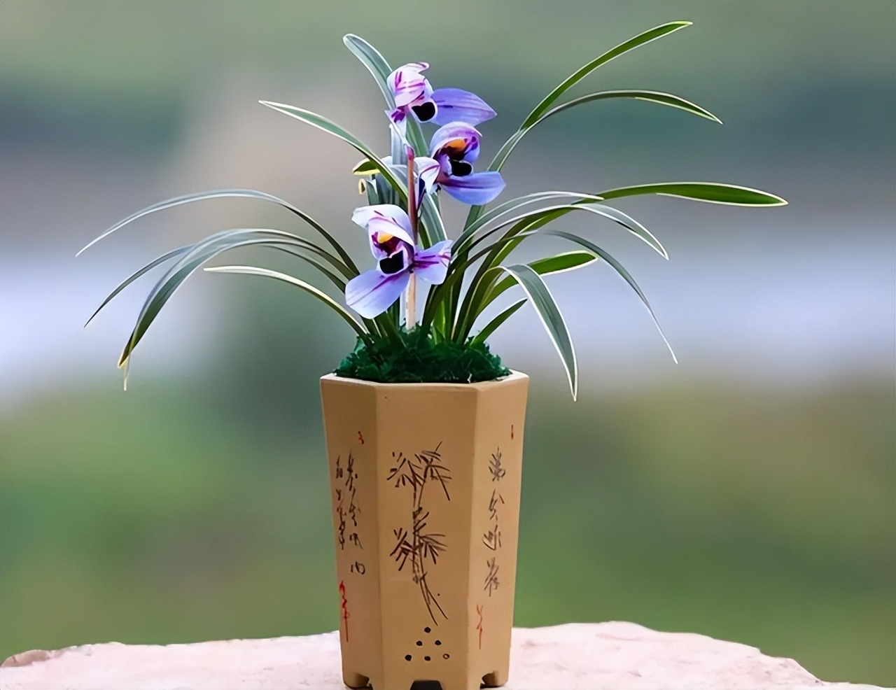 比较香且好养的兰花品种,兰花经典花型