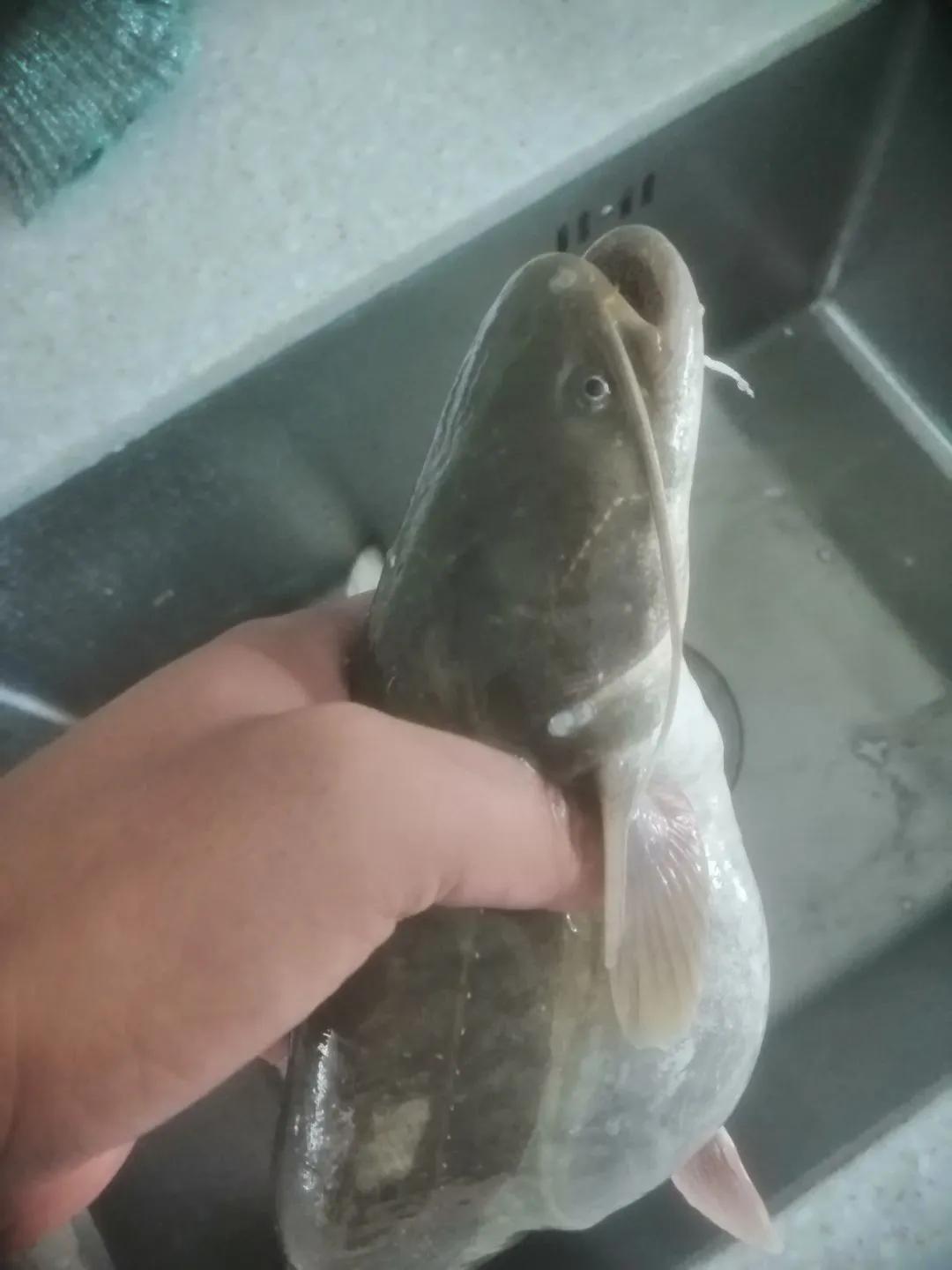 大河钓鲢鱼技巧,大河钓鲶鱼的经典方法