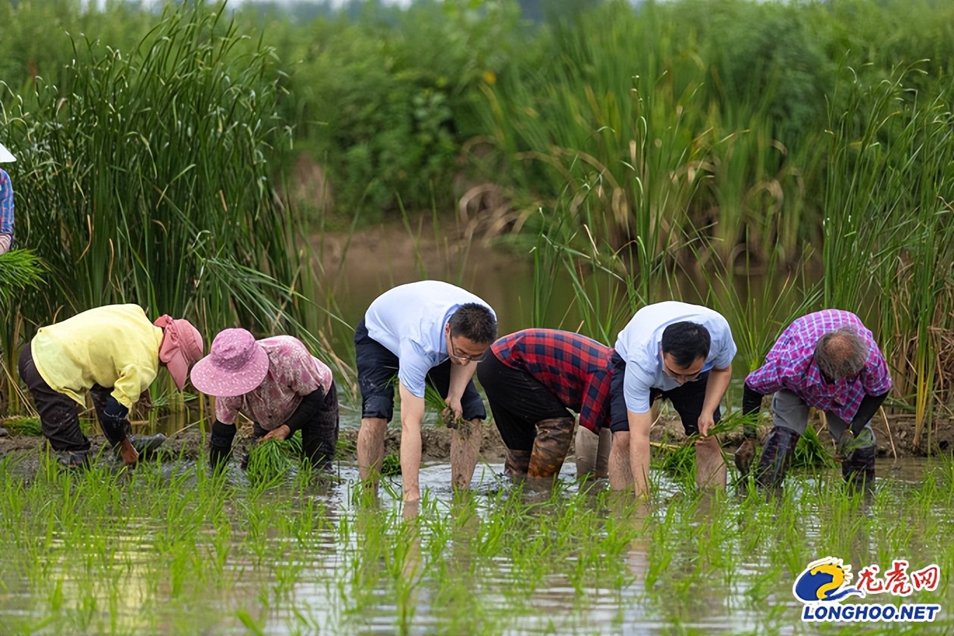 男子做农业十多年达4000亩，曾遇瓶颈险停滞，亏得农担“送”钱来