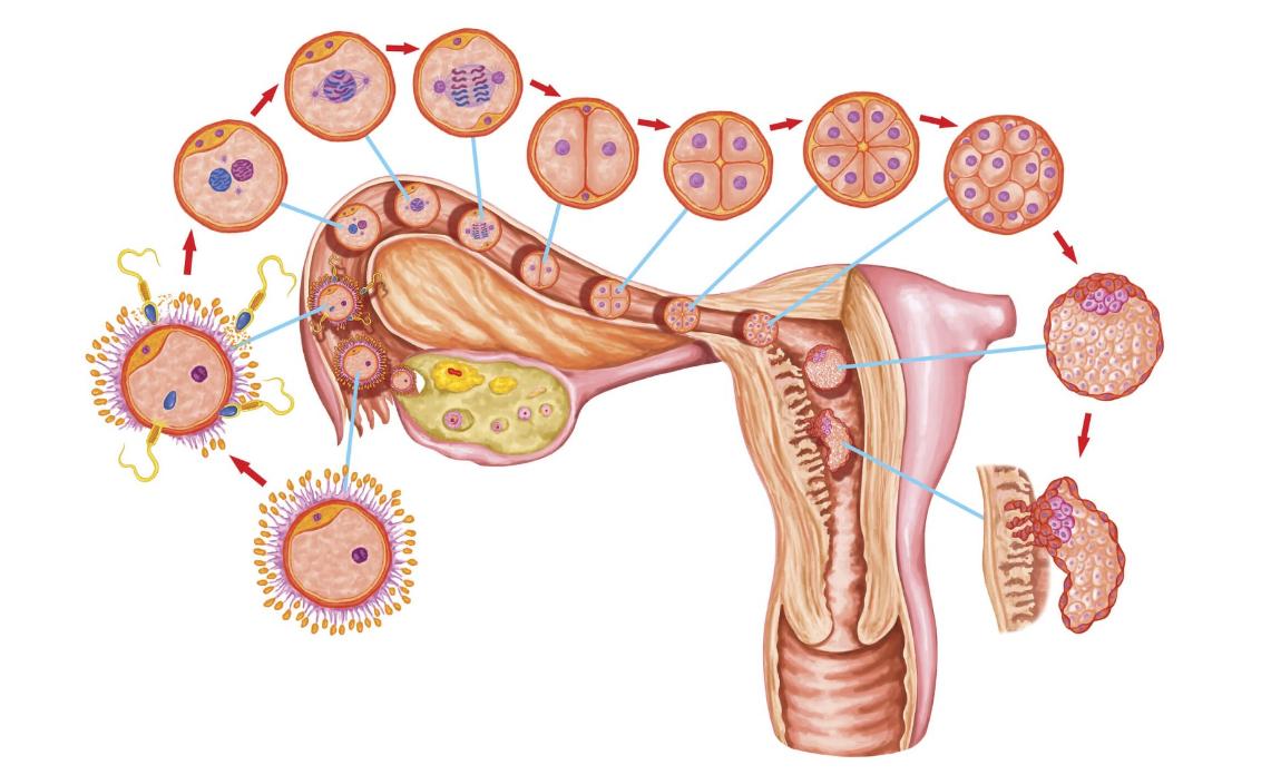 月经来潮多少天干净,月经为什么5天干净
