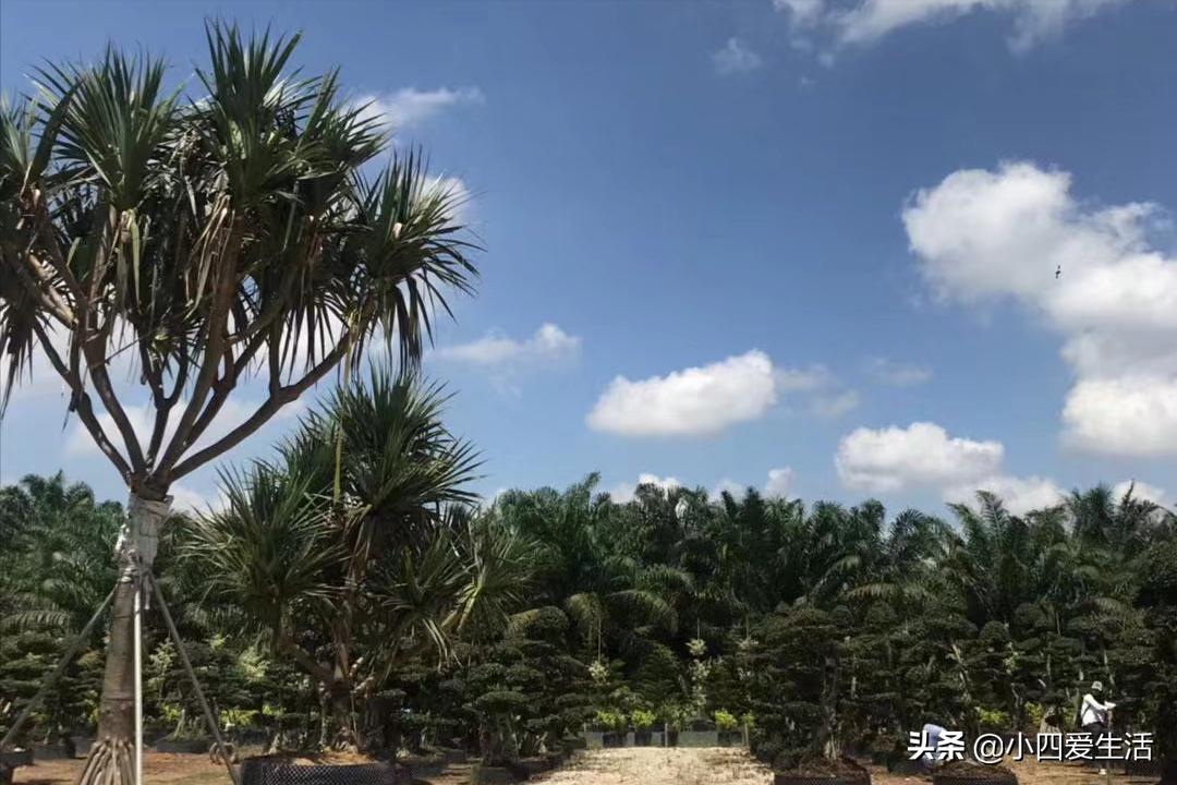 马来西亚旅游团购骗局,马来西亚跟团游骗局