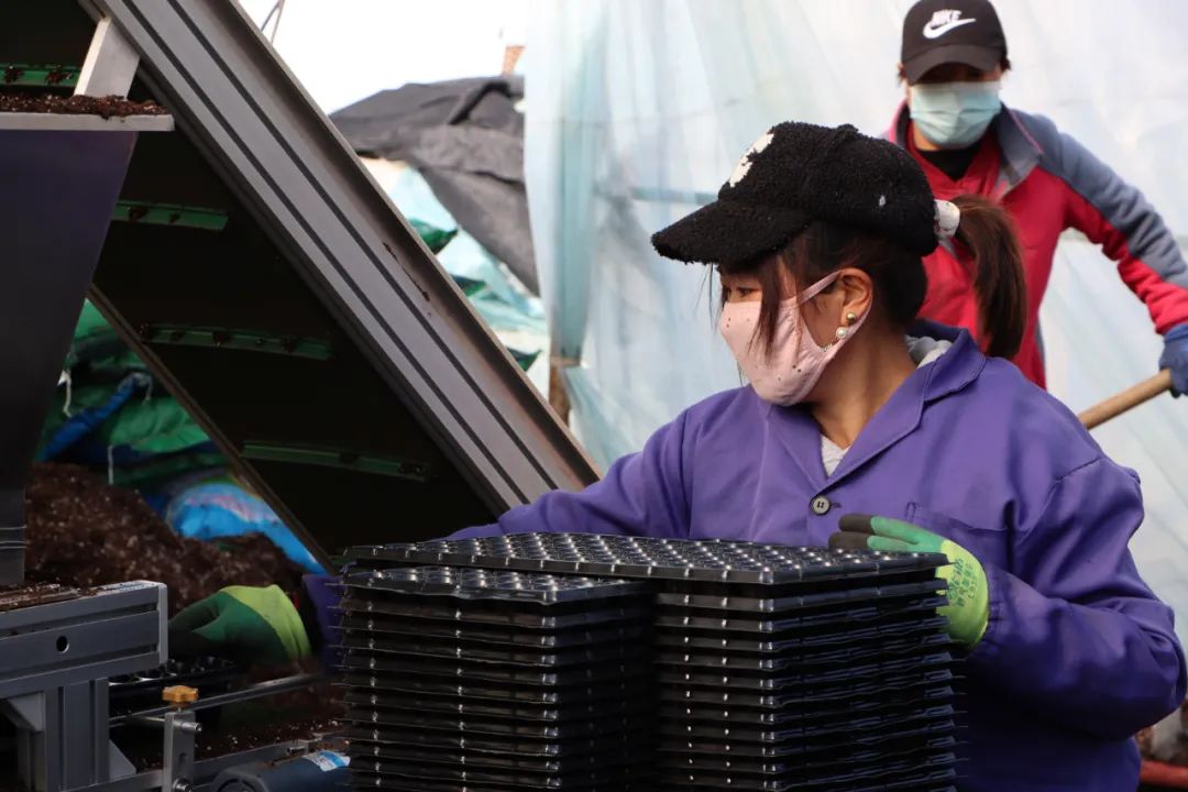 武都区石门镇青陇现代农业产业园,陇南武都青陇现代农业产业园