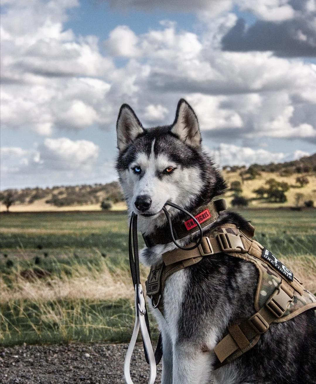 新手养狗千万别养哈士奇,是不是第一次养狗不要养哈士奇