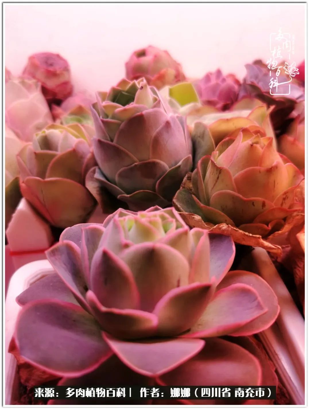 带刺的玫瑰阳台多肉,开花的玫瑰多肉