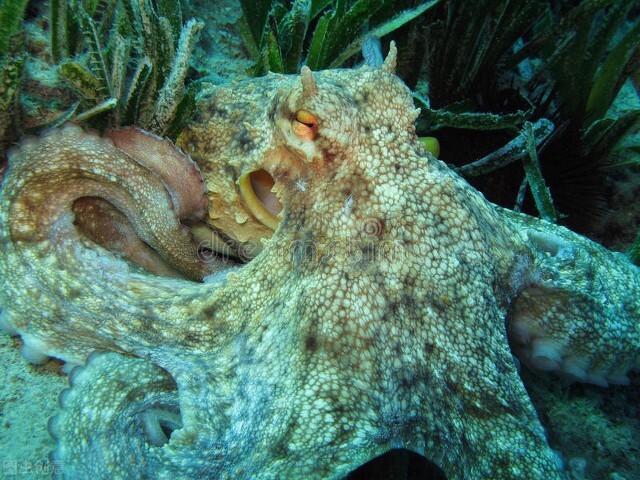 一刀下去章鱼变色,模拟章鱼变色视频