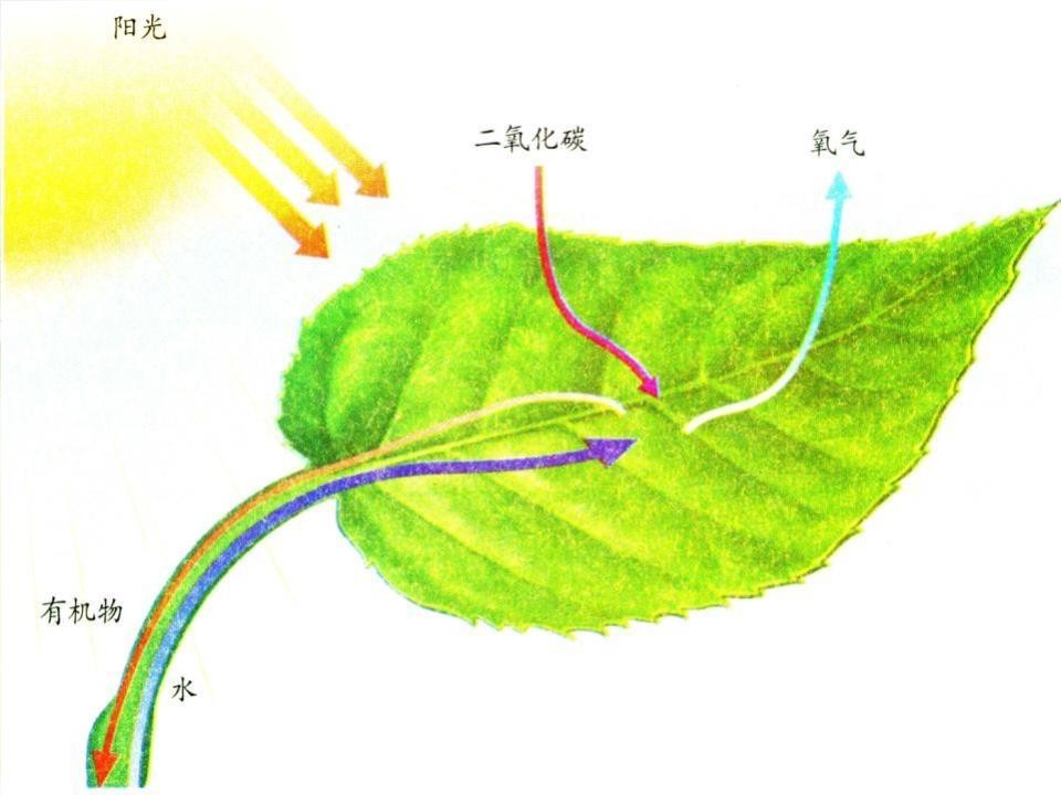 革兰氏阳性孢子,革兰氏阳性孢子菌