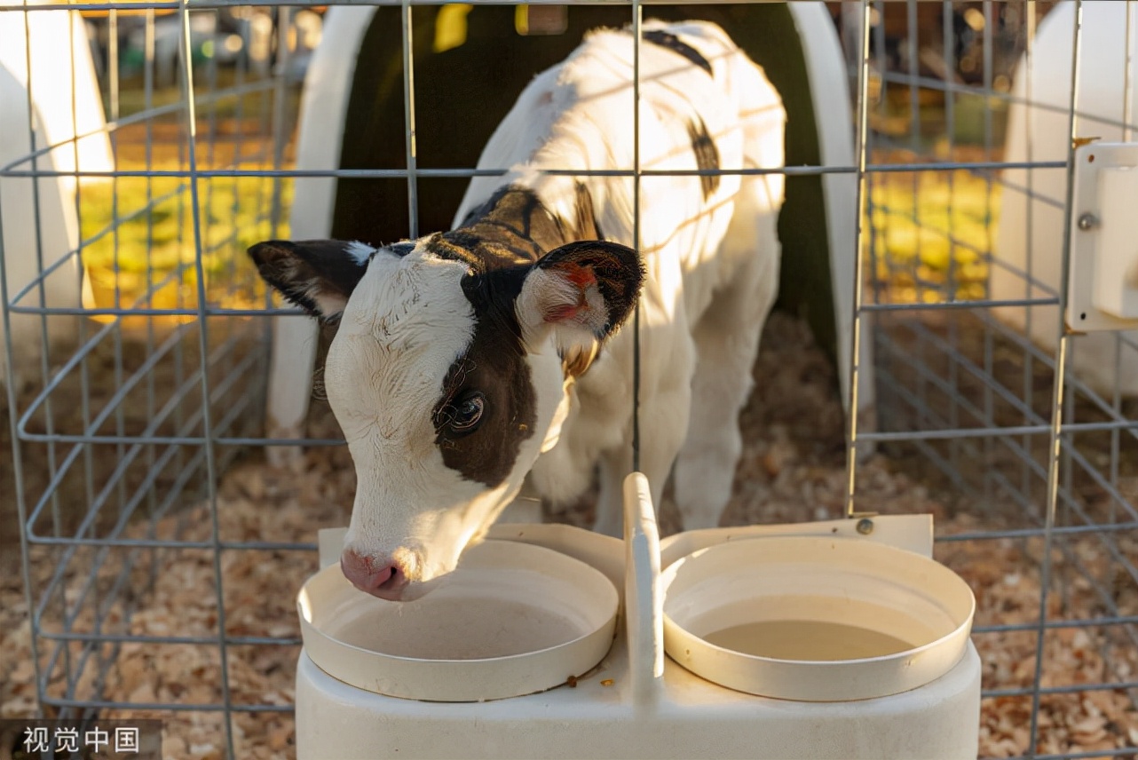 牛犊肺炎喘气喘得厉害用什么药,牛犊冬季咳嗽怎么治疗效果最好
