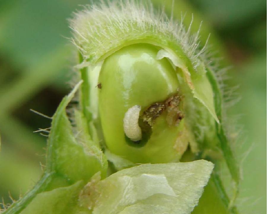 荔枝里面的虫子吃了对人体有害吗,现在胖东来荔枝还有没有虫子