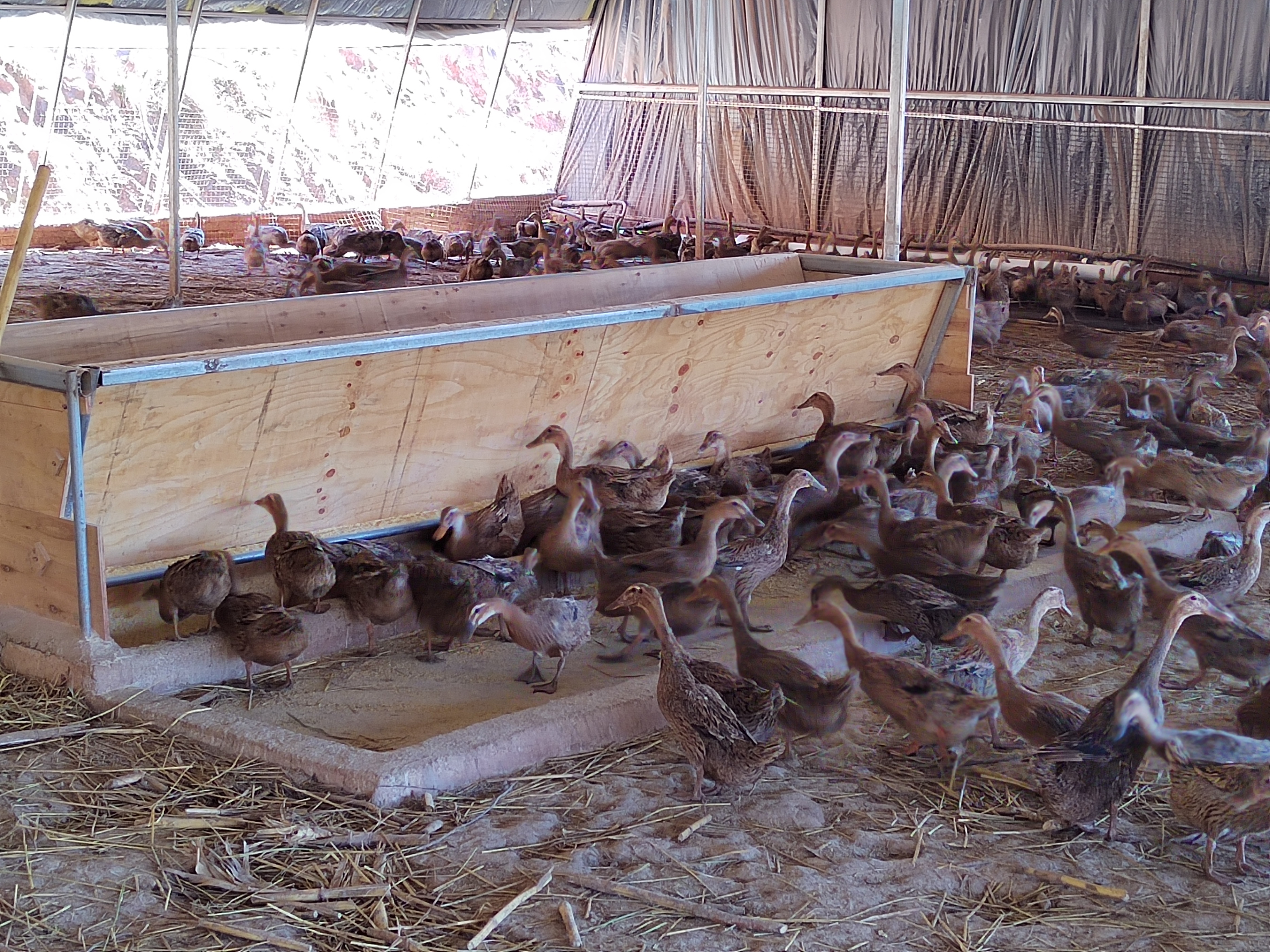 返乡创业发展养殖蛋鸭,回家创业的农村小伙子养500只蛋鸭