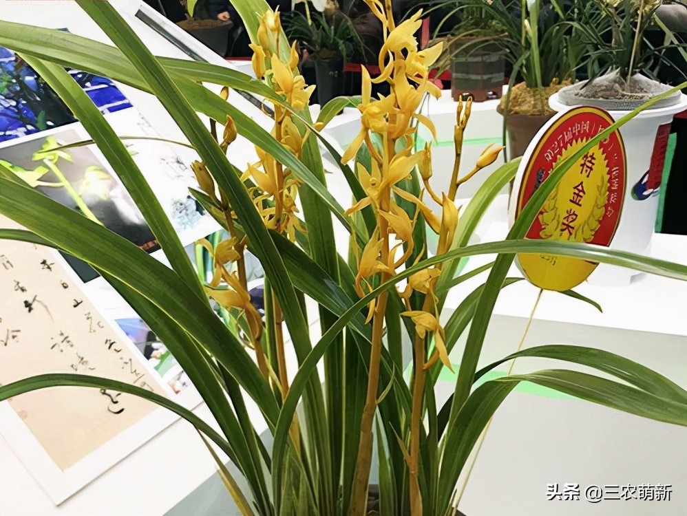 兰花花艺双全品种图,兰花花艺双全品种