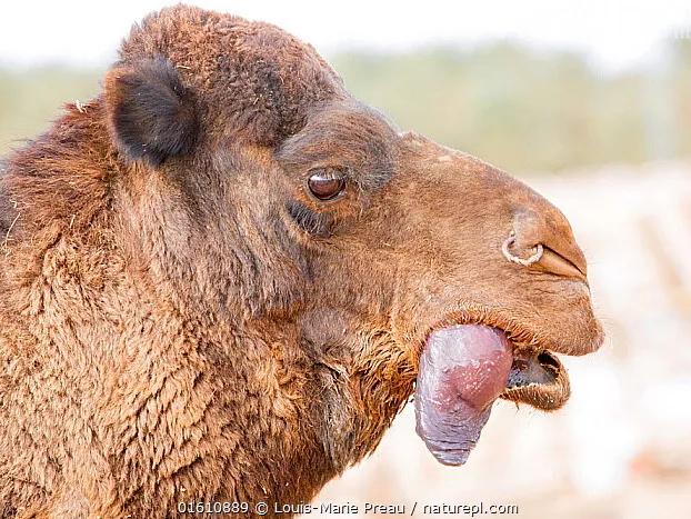 骆驼的身体部位结构,骆驼奇特的身体结构