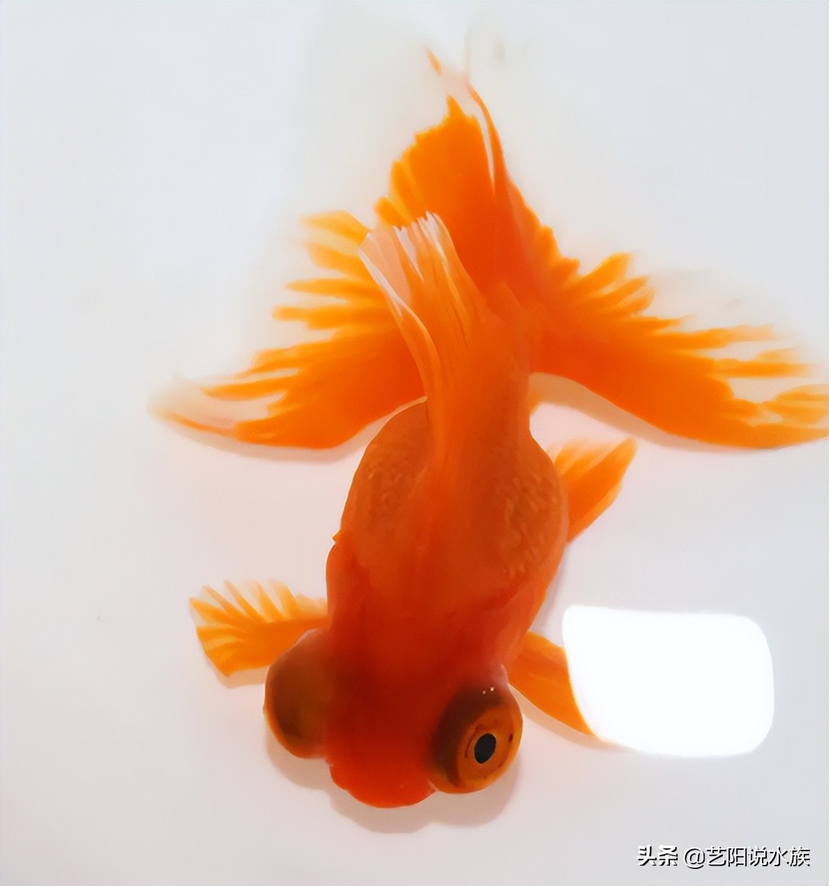 什么金鱼适合新手养的,新手比较适合养的金鱼