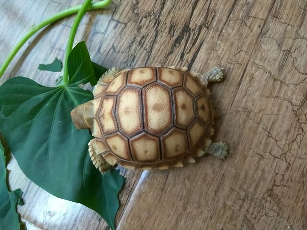 男子在臭水沟捡到一只乌龟,男子在河边捡到两只大乌龟