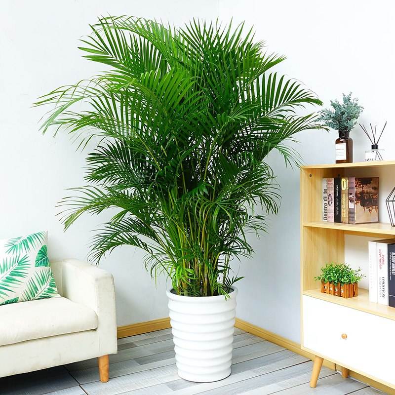 18种净化空气适宜家中养殖的花,能净化空气的家养花