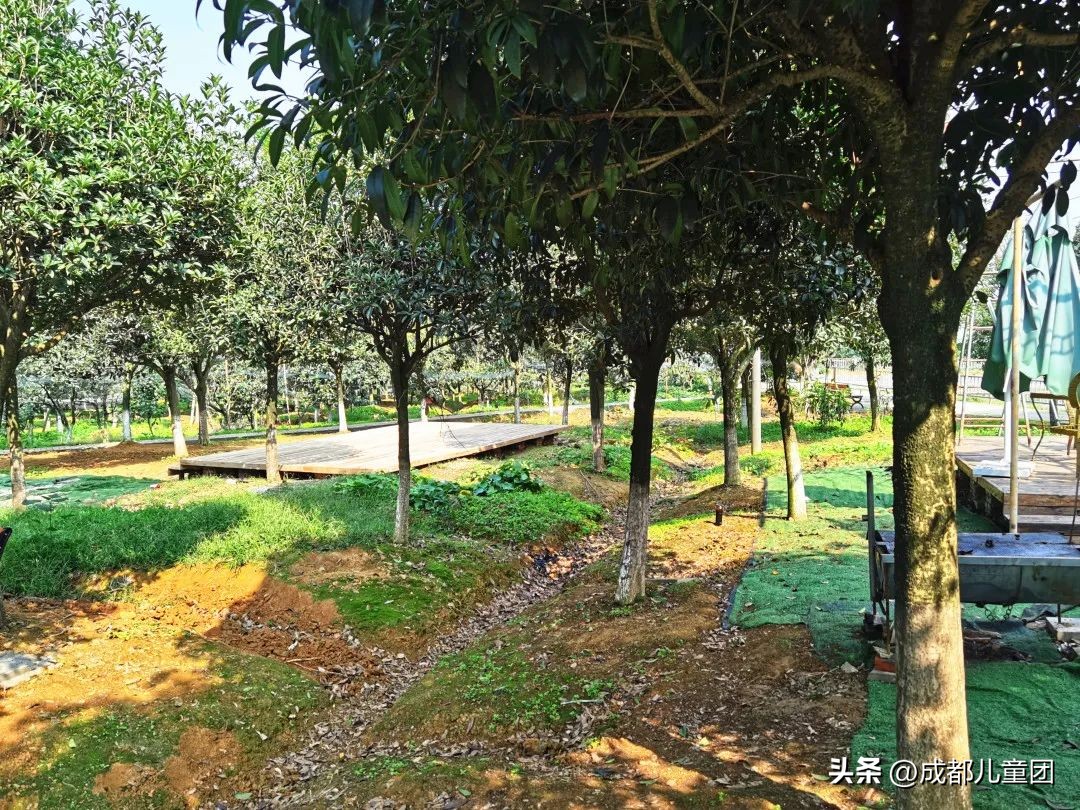 成都温江橘子采摘园推荐10月份,江苏附近橘子采摘园有哪些地方