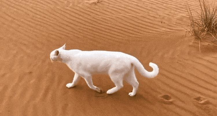 两只猫打架引众猫围观,两只猫打架一只翻肚皮