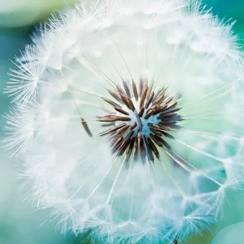 花无名分胜名花野陌荒坡艳似霞，莫笑卑微白头叟，心怀梦想走天涯