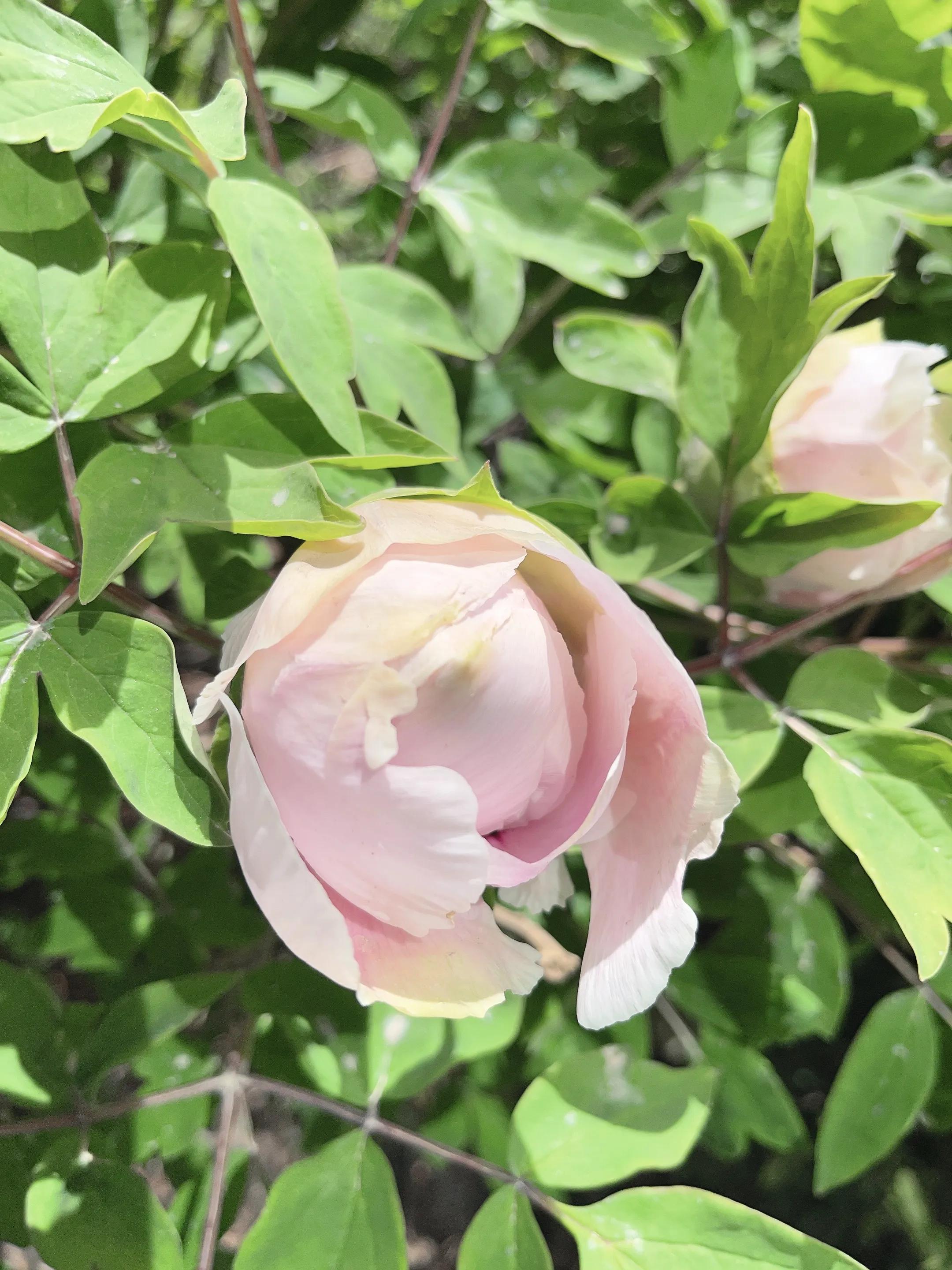 微雨牡丹花半开雨露带珠粉娇饰才开沁馨释香浓路人惊艳花开时元姆